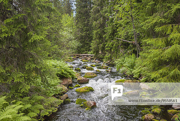 Schweden  Dalarna County  Fulufjaellet Nationalpark  Bach und Wald