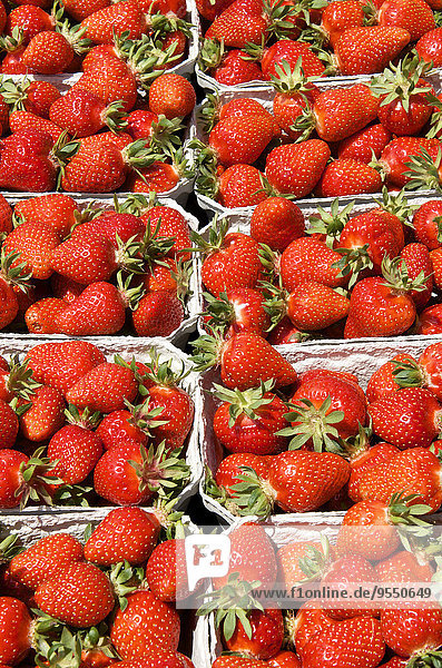 Kistenreihen mit Erdbeeren