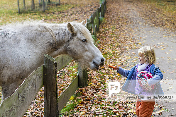 Kleines Mädchen füttert Pferd