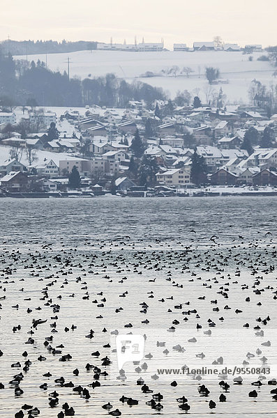 Deutschland  Baden-Württemberg  Bodensee mit Enten im Winter