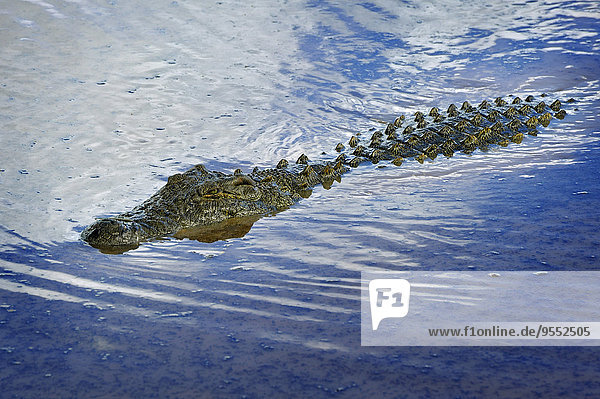 Namibia,  Erindi Private Game Reserve,  schwimmendes Nilkrokodil,  Crocodylus niloticus