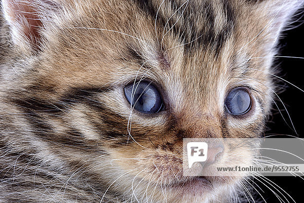 Gesicht des Tigerkätzchens,  Felis Silvestris Catus,  mit blauen Augen