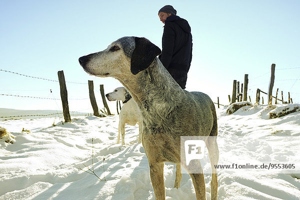 Deutschland  Bergisches Land  Wanderhunde in der Winterlandschaft