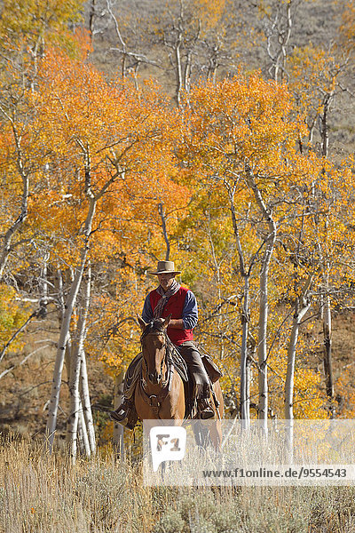 USA  Wyoming  Big Horn Mountains  Reiten Cowboy im Herbst