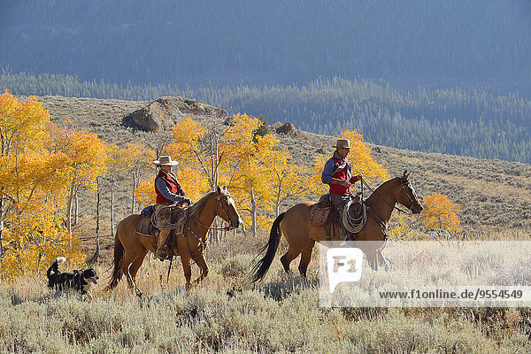 USA  Wyoming  Big Horn Mountains  riding cowboy and cowgirl in autumn
