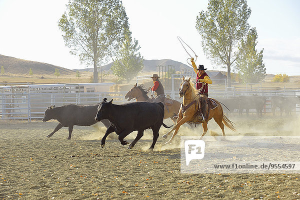 USA  Wyoming  Cowboy und Cowgirl beim Viehtrieb