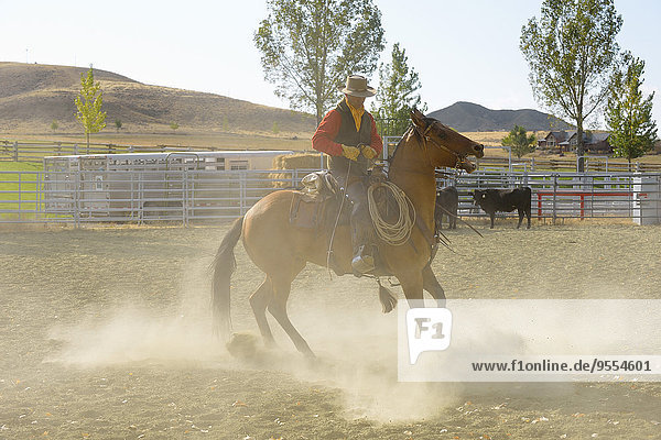 USA  Wyoming  Cowboy bei der Arbeit mit dem Pferd