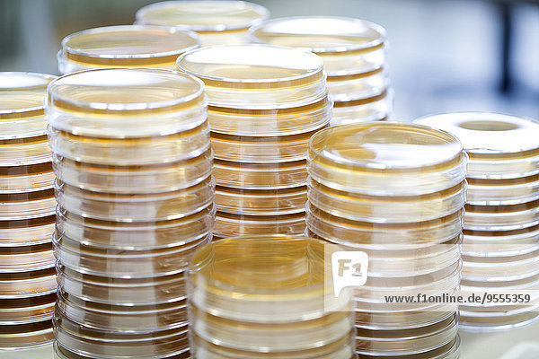 Stapel von Petrischalen im Labor