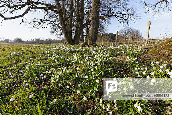 Deutschland Oberbayern Eurasburg Frühlings-Schneeflockenblume Leucojum vernum