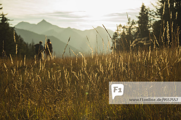 Austria  Tyrol  Tannheimer Tal  tall grass in sunlight on alpine meadow