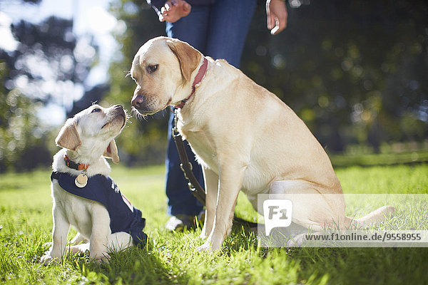 Guide dogs at dog training