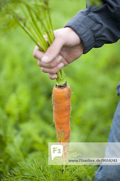 Man holding large organic carrot on field