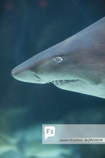Porträt eines Haies im Aquarium