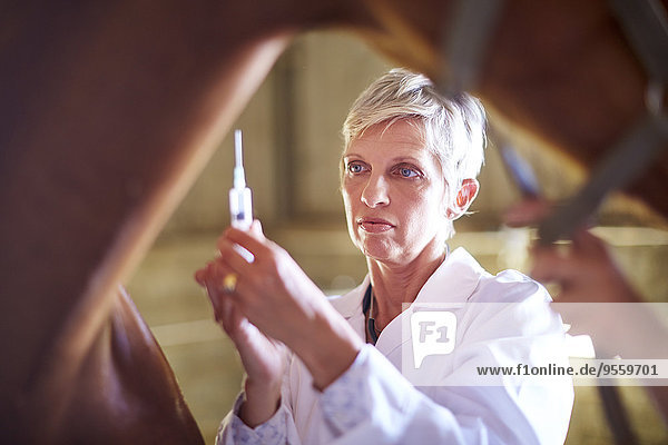 Tierarzt beim Spritzen von Pferden im Stall
