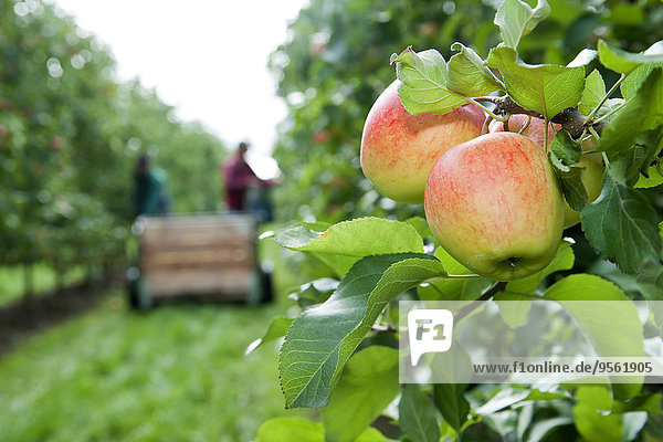 Baum ernten Hintergrund Fokus auf den Vordergrund Fokus auf dem Vordergrund Apfel Landwirtin Deutschland