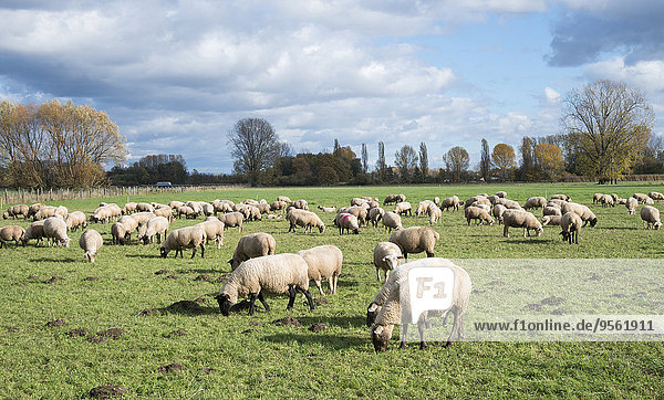 Scenic view of sheep grazing in pasture  Edenkoben  Rhineland-Palatinate  Germany