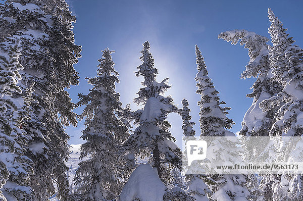 Baum, Close-up, British Columbia, Kanada, Kelowna, Schnee