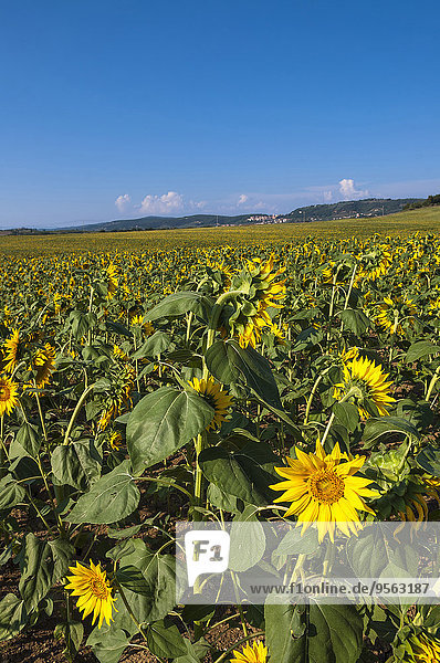 Italien Toskana Val d'Orcia Feld mit Sonnenblumen Provinz Siena