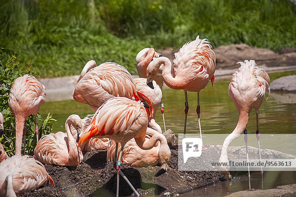 Vereinigte Staaten von Amerika USA Vogelschwarm Vogelschar Chillipulver Chilli Regenpfeiferartige Watvogel Charadriiformes Flamingo Salt Lake City Utah