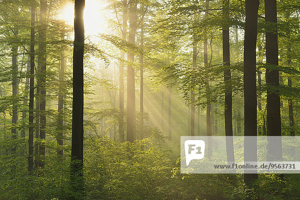 Sonnenstrahl europäisch Wald Buche Buchen Bayern Deutschland