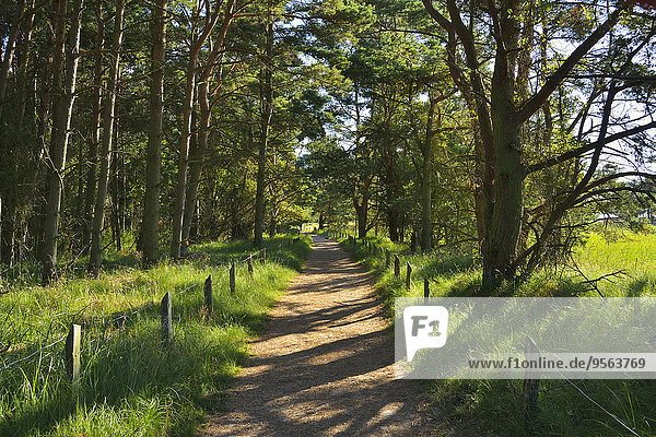 Forest Path in Summer  Darsser Ort  Prerow  Darss  Fischland-Darss-Zingst  Baltic Sea  Western Pomerania  Germany