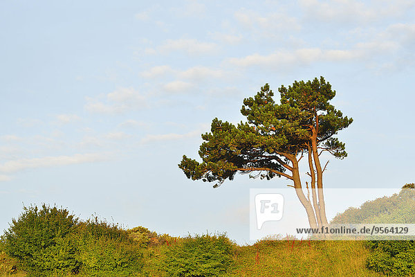 Sommer Baum Insel Kiefer Pinus sylvestris Kiefern Föhren Pinie Baltikum Ostsee Baltisches Meer Deutschland Hiddensee