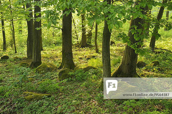 Wald Deutschland Hessen