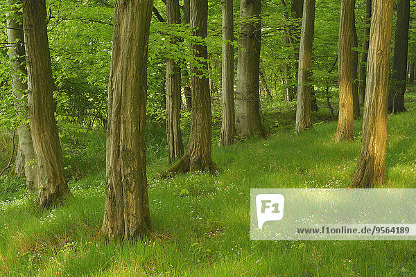 Wald Deutschland Hessen