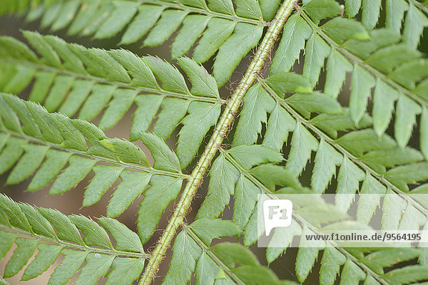 Detail Details Ausschnitt Ausschnitte Pflanzenblatt Pflanzenblätter Blatt Farn Österreich Wurmfarn