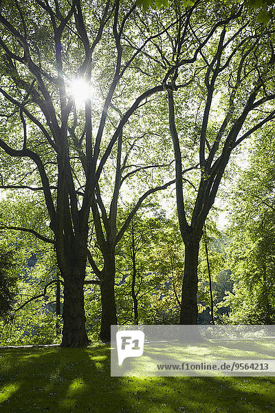 Baum Sonnenlicht Frühling Deutschland