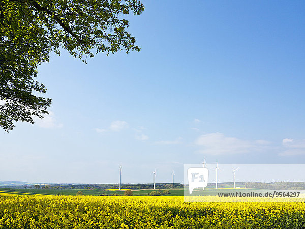 Windturbine Windrad Windräder Feld Fokus auf den Vordergrund Fokus auf dem Vordergrund Canola Deutschland Nordrhein-Westfalen