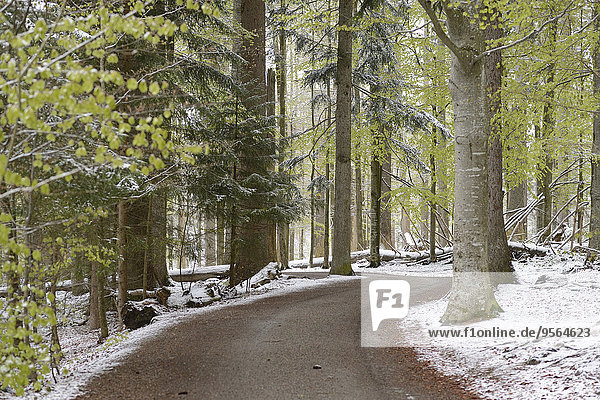 Fernverkehrsstraße Wald Bayern Deutschland Nationalpark Bayerischer Wald