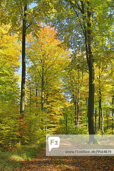 Weg Wald Herbst Bayern Deutschland