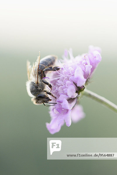 Honigbiene, Apis mellifera, Blume, europäisch, Sommer, Close-up, Bayern, Deutschland, Oberpfalz
