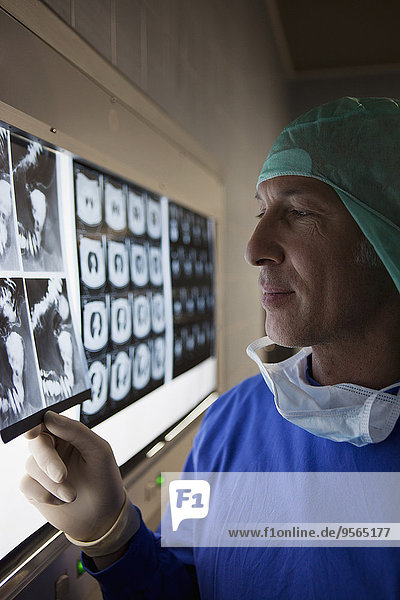 Ein Arzt,  der Röntgenstrahlen auf einem Leuchtkasten betrachtet.