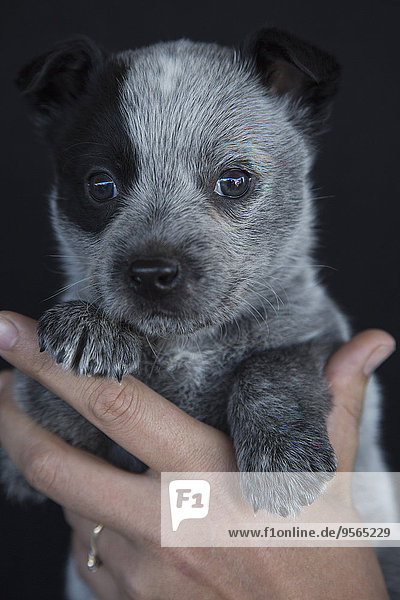 Close-up of hand holding cute puppy against black background
