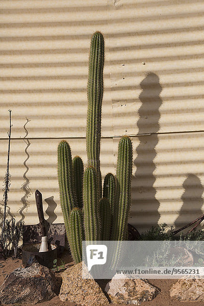 Cactus growing against corrugated iron at yard