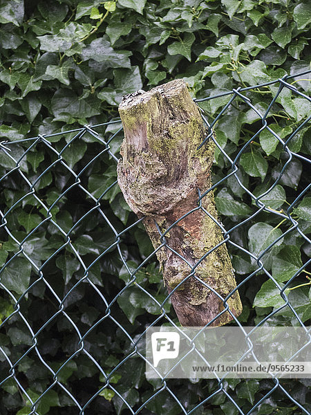 Wood stuck in chainlink fence against leaves