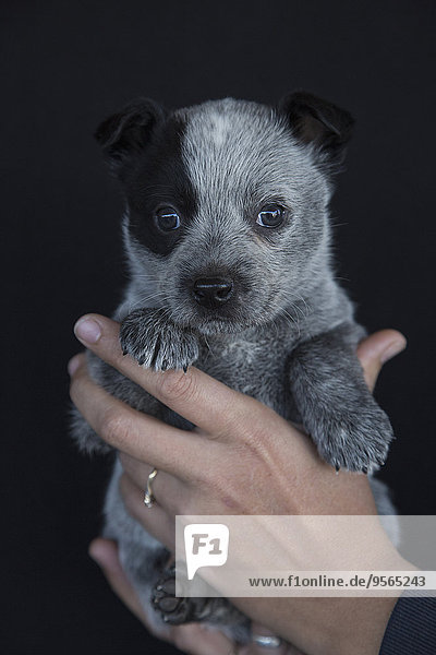 Close-up of hand holding cute puppy against black background