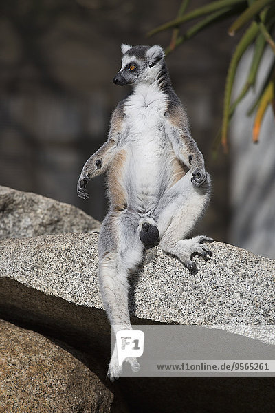 Full length of lemur looking away while sitting on stone outdoors