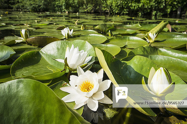 Sumpf voller Lotus