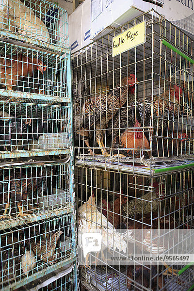 Chickens in cages