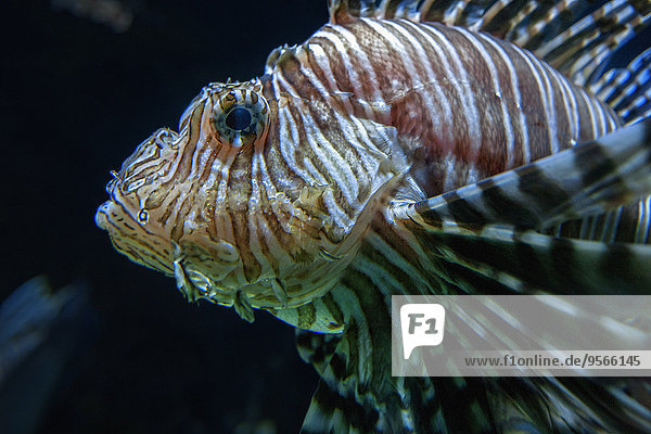 Close-up of lionfish against black background