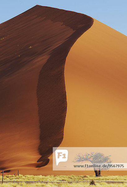 Blick auf den Kameldornbaum am Fuße der riesigen Sanddüne