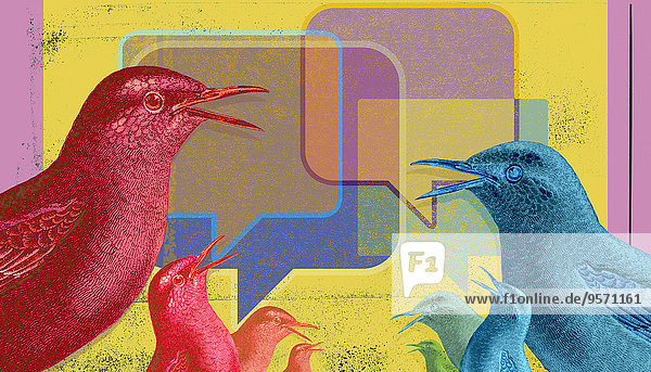 Vögel kommunizieren Online