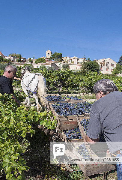 Frankreich Organisation organisieren Tradition Wohngebäude ernten Weintraube