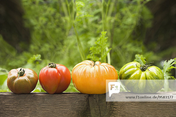 Farbaufnahme Farbe Außenaufnahme Tomate Geländer Erbe freie Natur