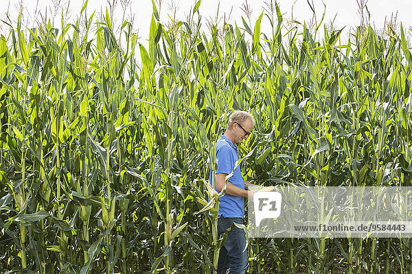 Farmer examining corn growing in crop field