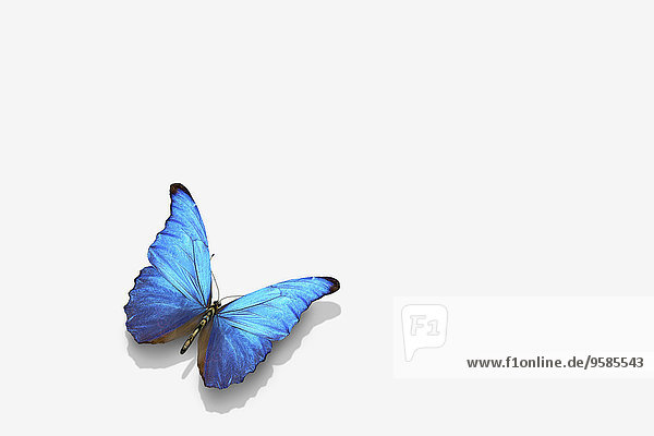 Close-up blau Schmetterling
