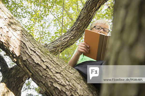 niedrig Europäer Junge - Person Baum Ansicht Flachwinkelansicht Winkel vorlesen